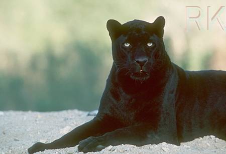 Blackpanther - 85.jpg